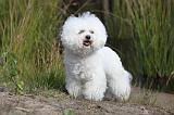 BICHON FRISE 324